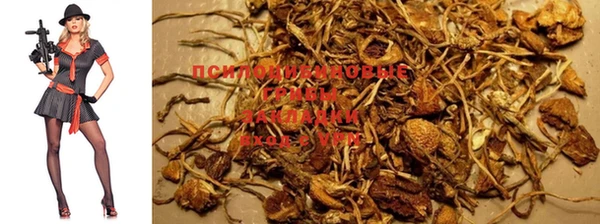 ПСИЛОЦИБИНОВЫЕ ГРИБЫ Арсеньев